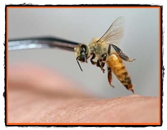 Terapia cu venin de albine